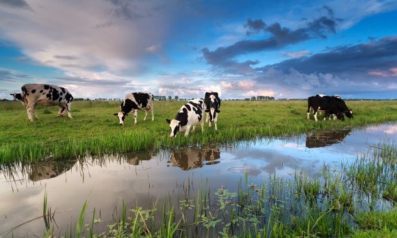 few cows grazing on pasture by river at sunset