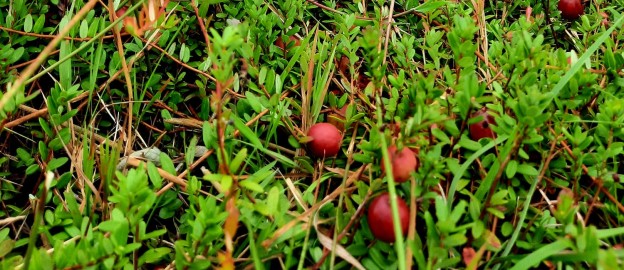 Foto cranberries.jpg