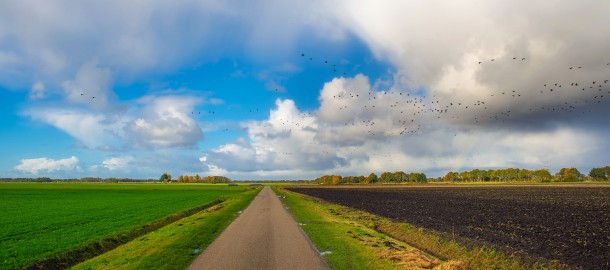 Natuur vogels